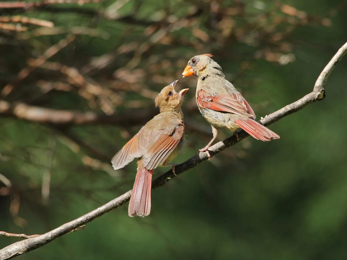 Cardinal feeding her young