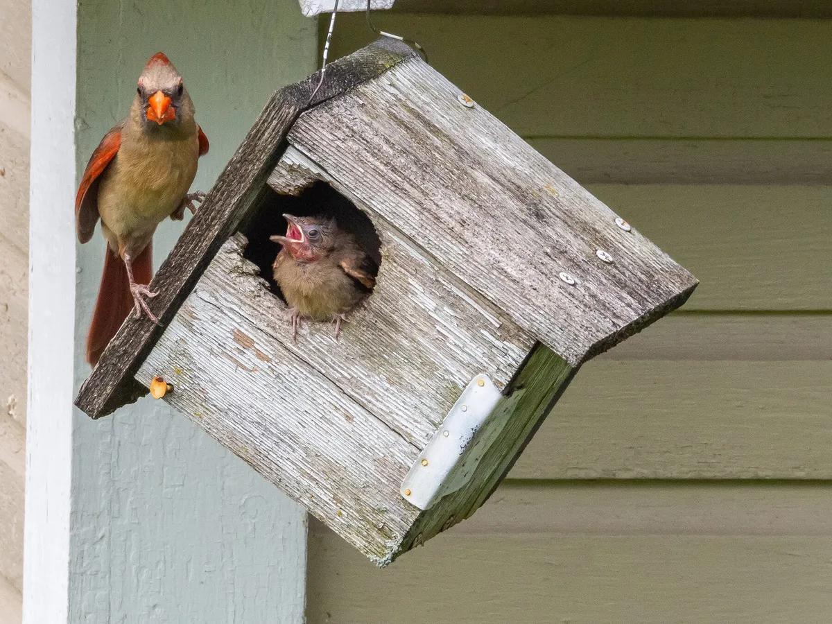 Female Cardinal watching over her baby in an old bird house