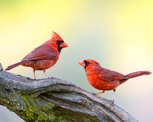 Northern Cardinals In Florida (All You Need To Know)