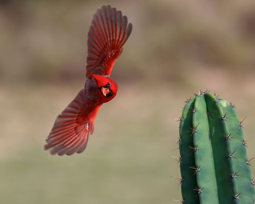Northern Cardinals In Texas (All You Need To Know)