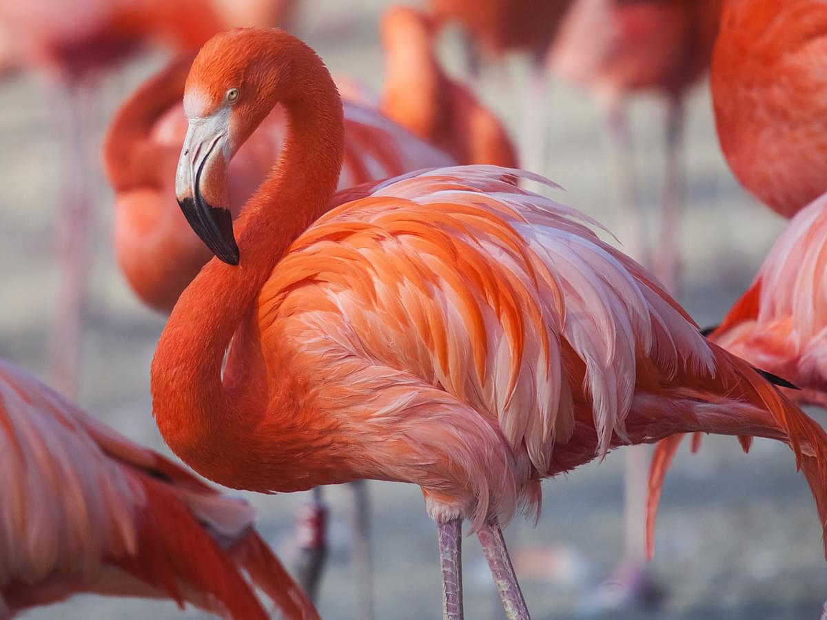 Where Do Flamingos Live? (Habitat, Range + Distribution) Birdfact