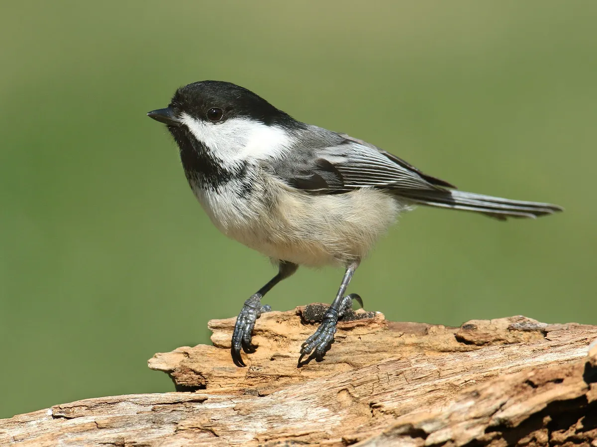 Chickadees in North America (Complete Guide with Pictures)