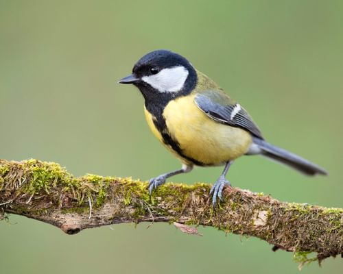 Coal Tit or Great Tit: How to Tell the Difference?