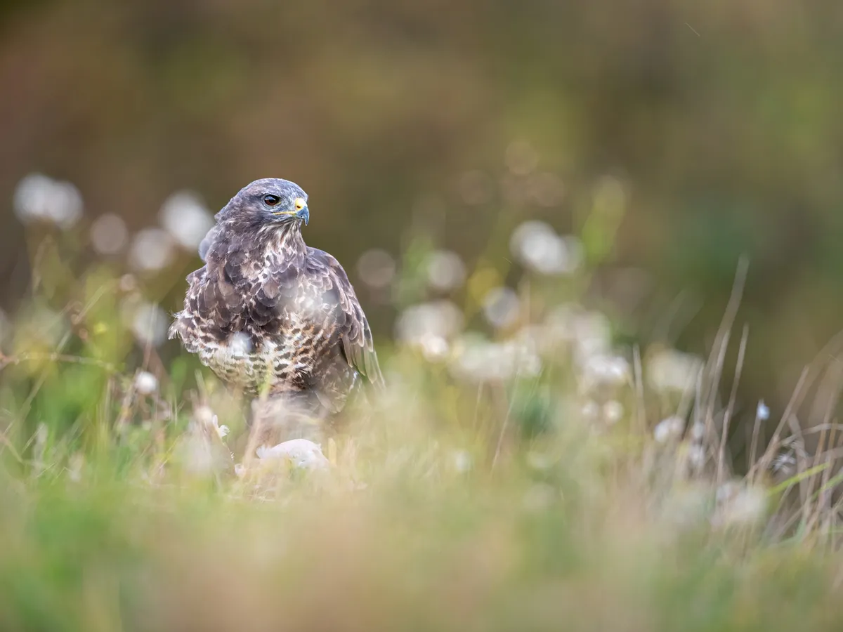 Common Buzzard or Red Kite - how to tell the difference?