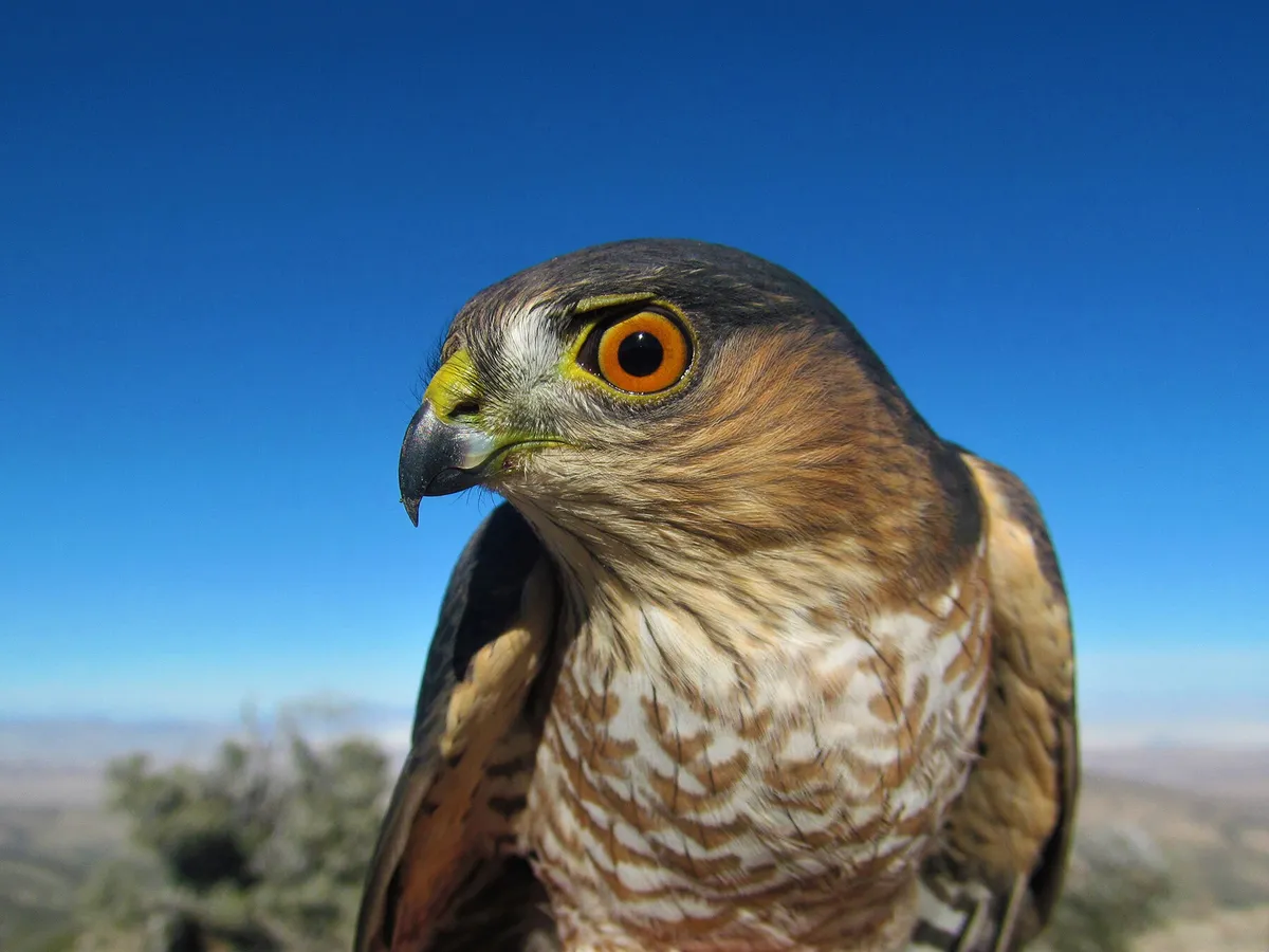 Cooper's Hawk vs Sharp Shinned Hawk: How To Tell The Difference?