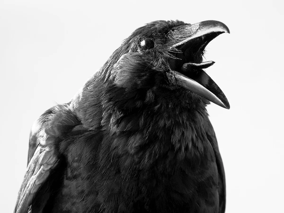 Crow Puns: Our Collection of Funny Crow Puns | Birdfact