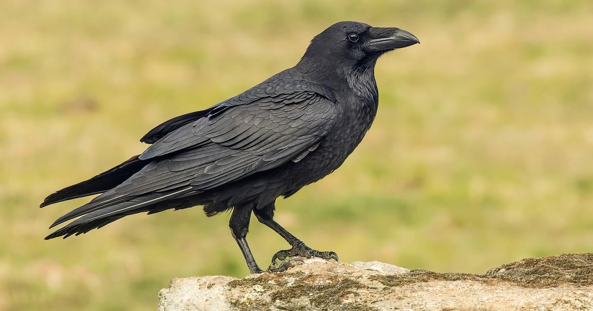Crow Symbolism: A Complete Guide | Birdfact