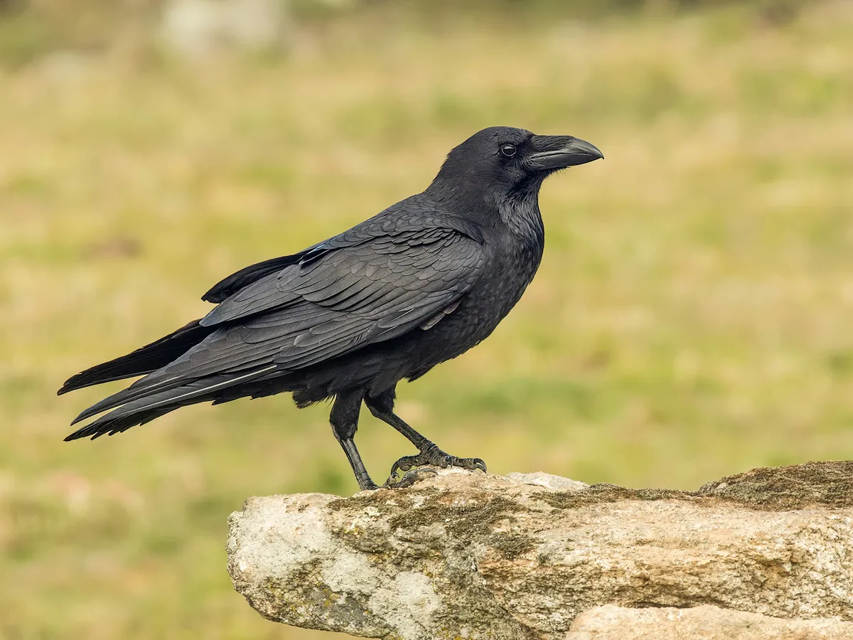 Crow Symbolism: A Complete Guide