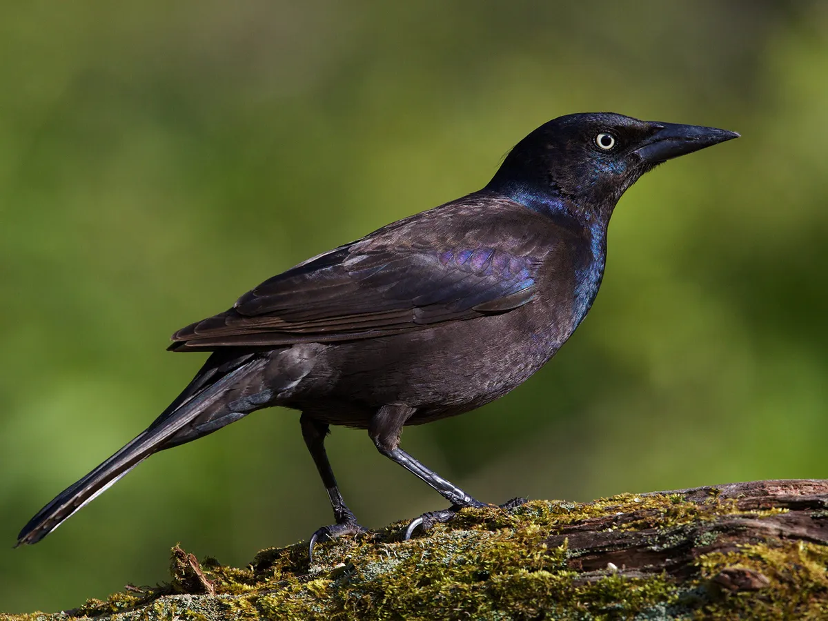 Grackle or Crow: What Are The Differences?