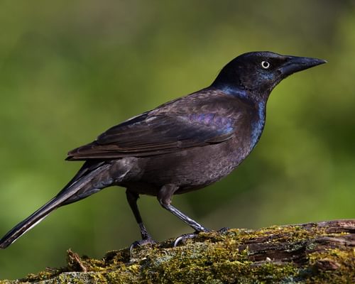 Grackle or Crow: What Are The Differences?