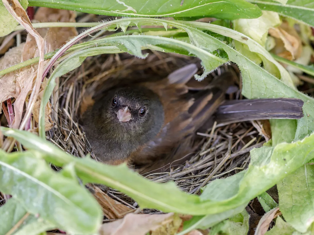 Dark-eyed Junco Nesting (Behavior, Eggs + Location)