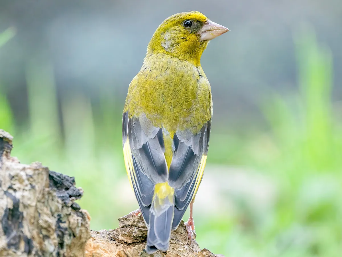 Detailed greenfinch sitting on a tree trunk