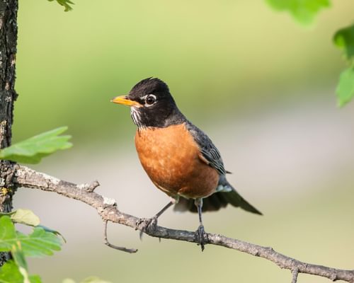 Do American Robins Migrate? (All You Need To Know)