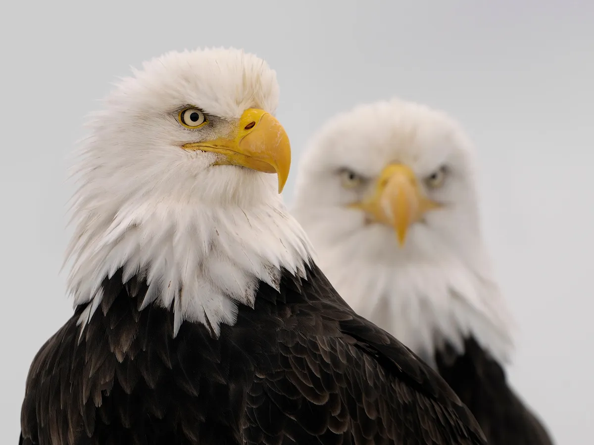 Do Bald Eagles Mate For Life? | Birdfact