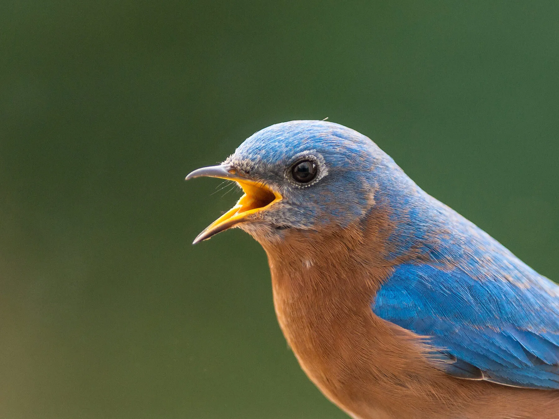 Do Birds Cough? (Everything Explained)