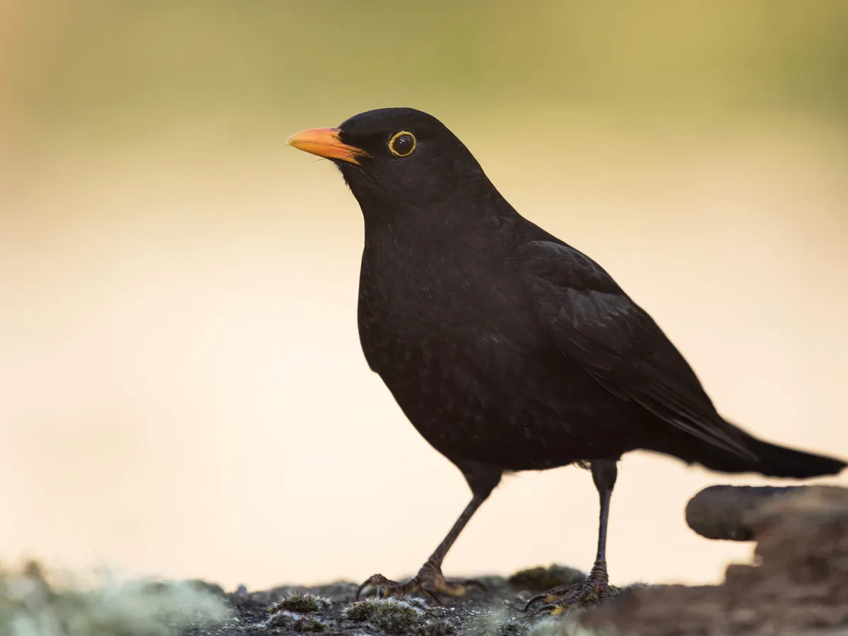 Do Blackbirds Migrate? (All You Need To Know)
