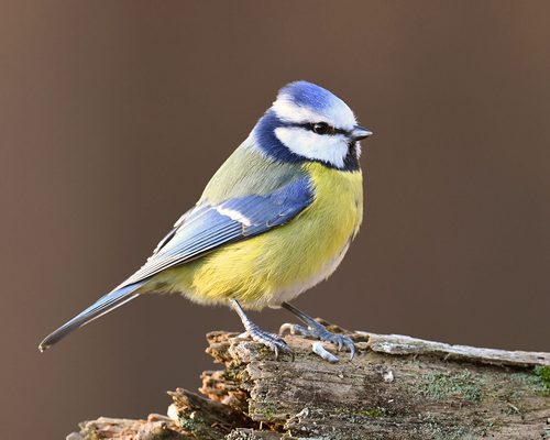 Do Blue Tits Migrate?