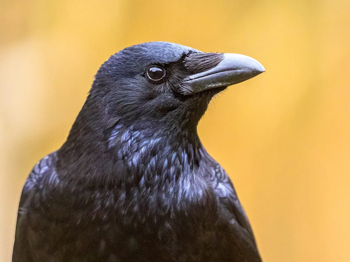 Do Crows Like Shiny Things? (What About Magpies + Myths Debunked)