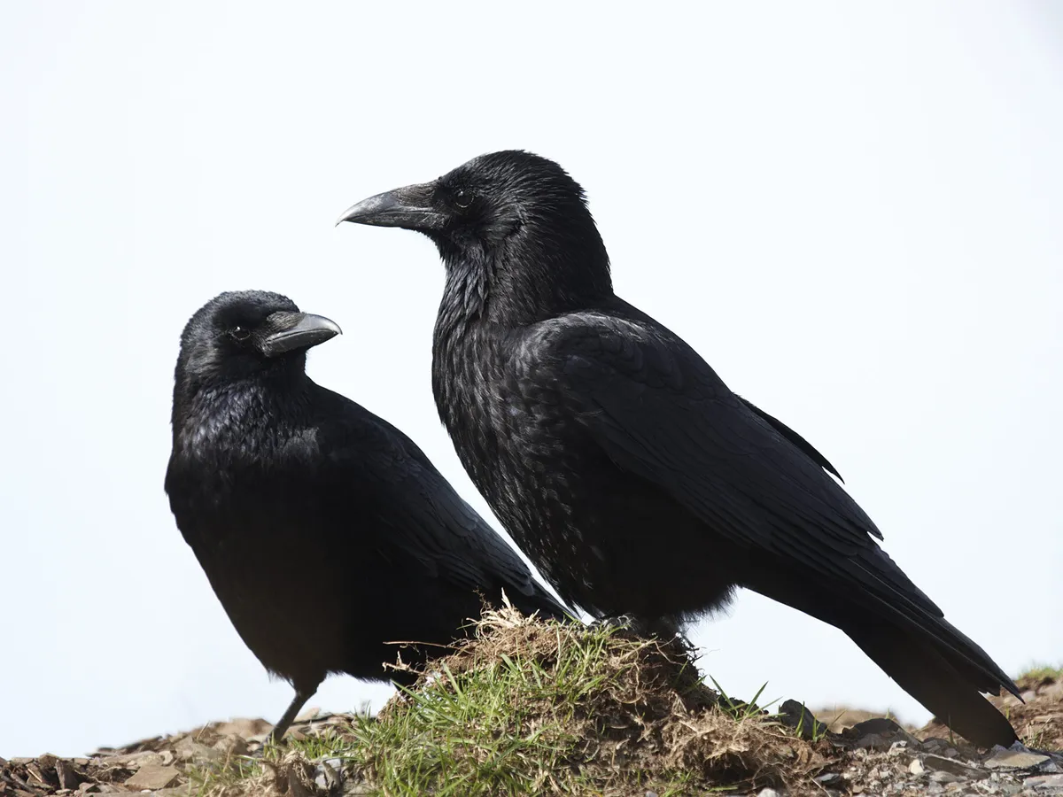 Do Crows Mate For Life? (Complete Guide)