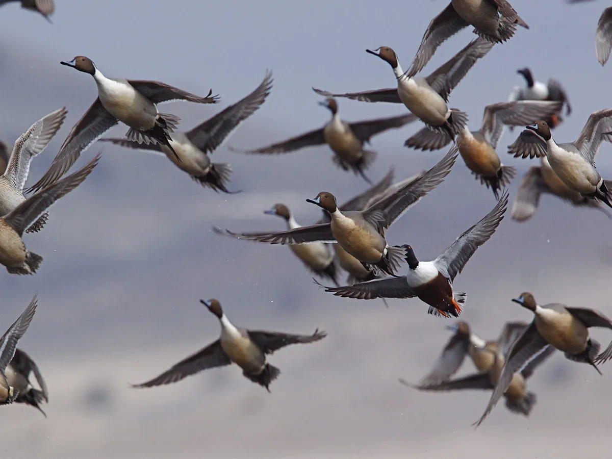 Do Ducks Migrate (All You Need To Know) | Birdfact