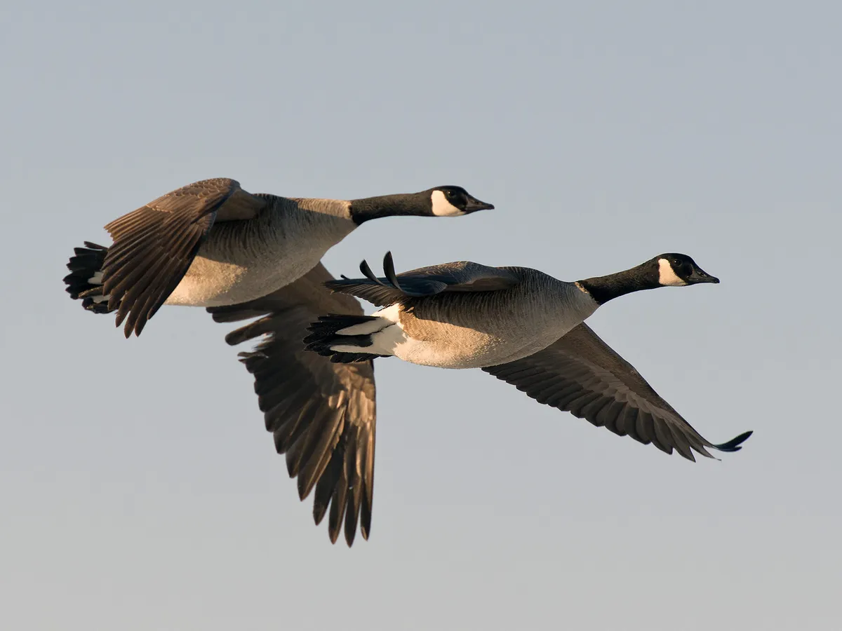 Do Geese Migrate? (Everything Explained)