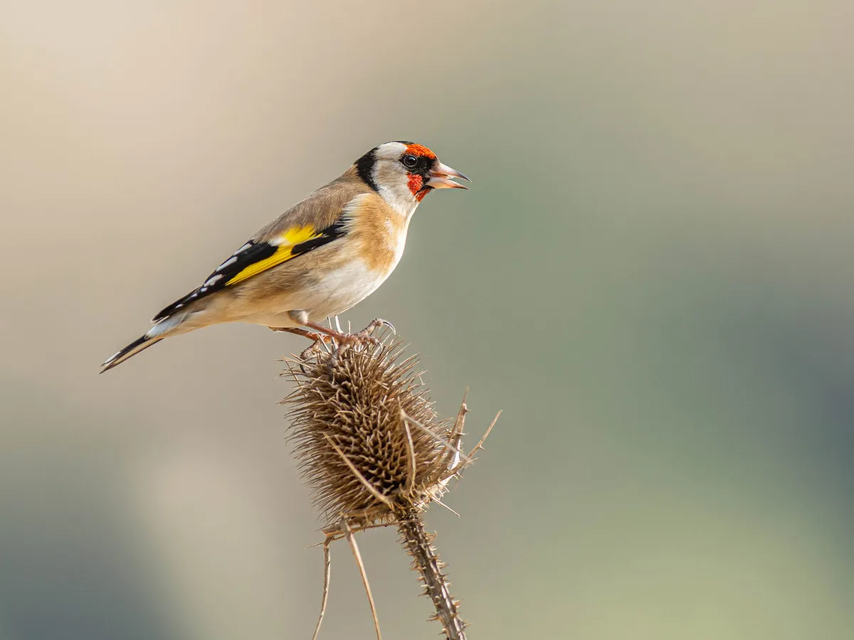 Do Goldfinches Migrate? (European Goldfinches)