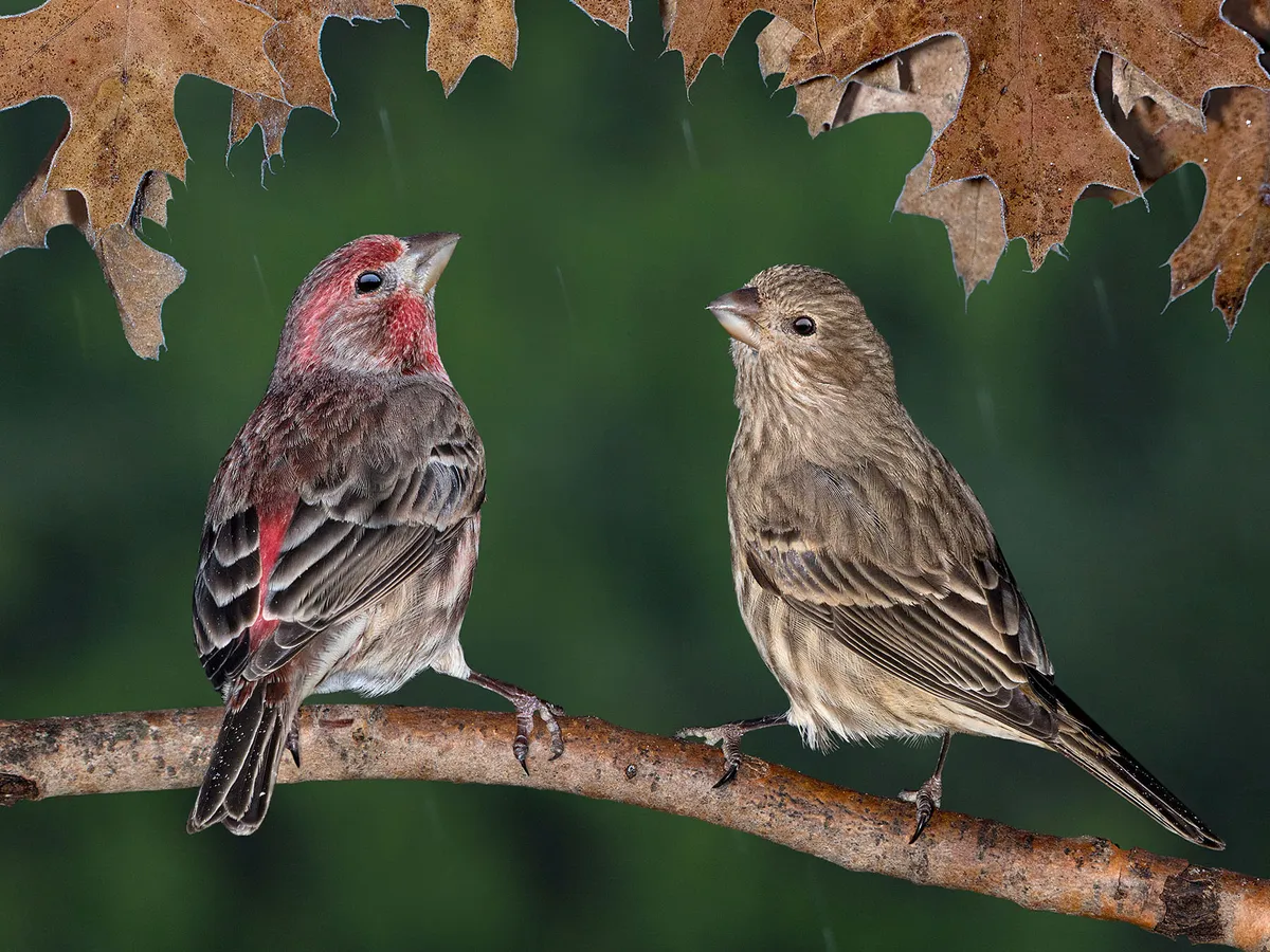 Do House Finches Mate For Life? (Behavior, Courtship + FAQs)