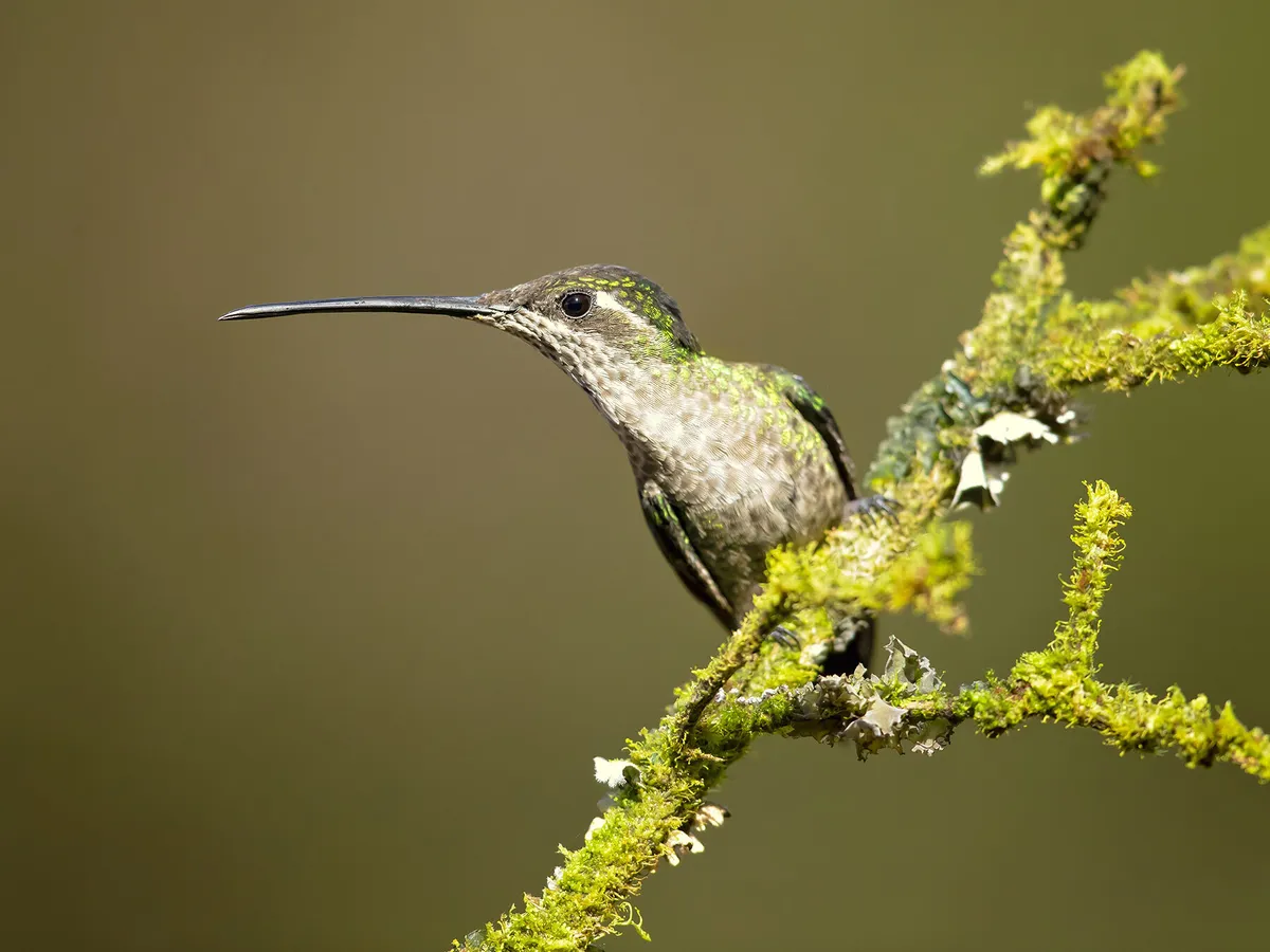 Do Hummingbirds Have Feet?