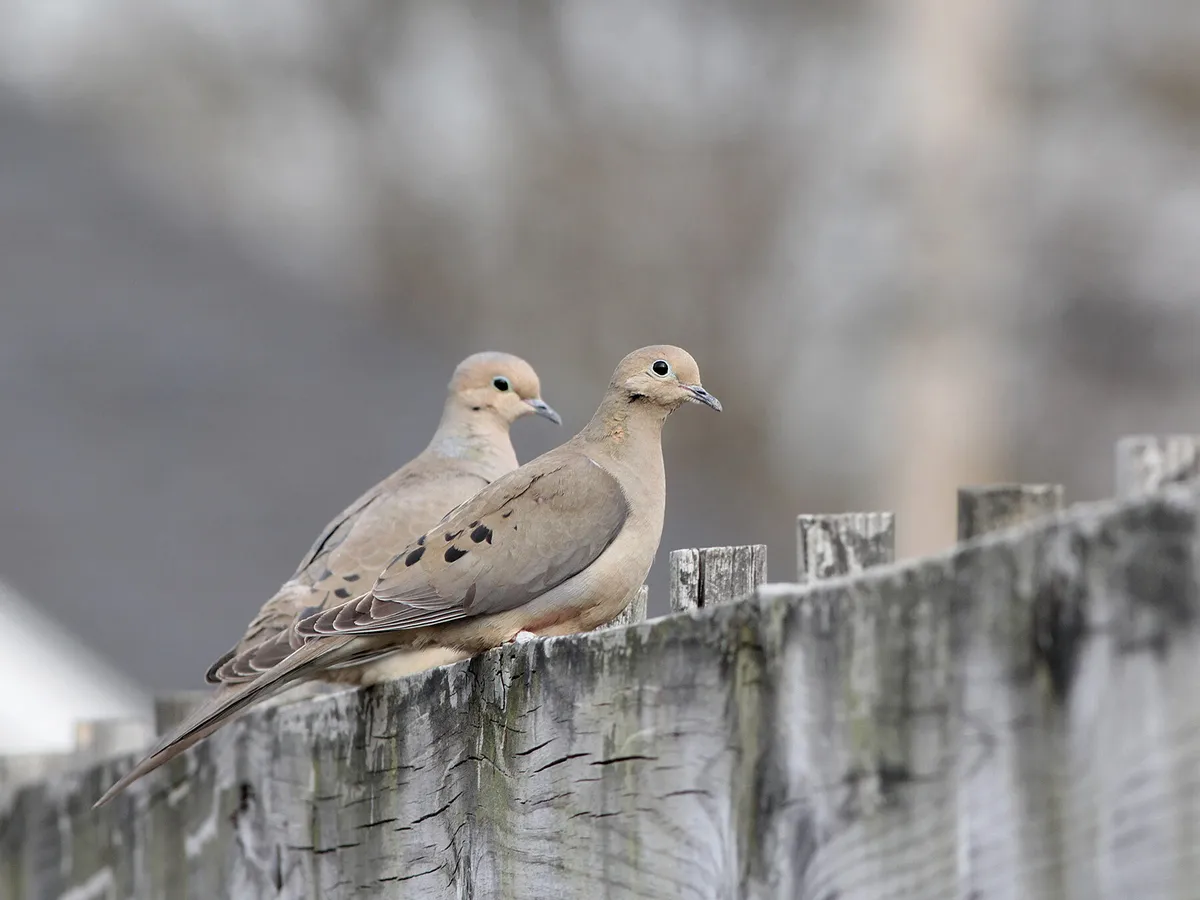 Do Mourning Doves Mate For Life? (Complete Guide)
