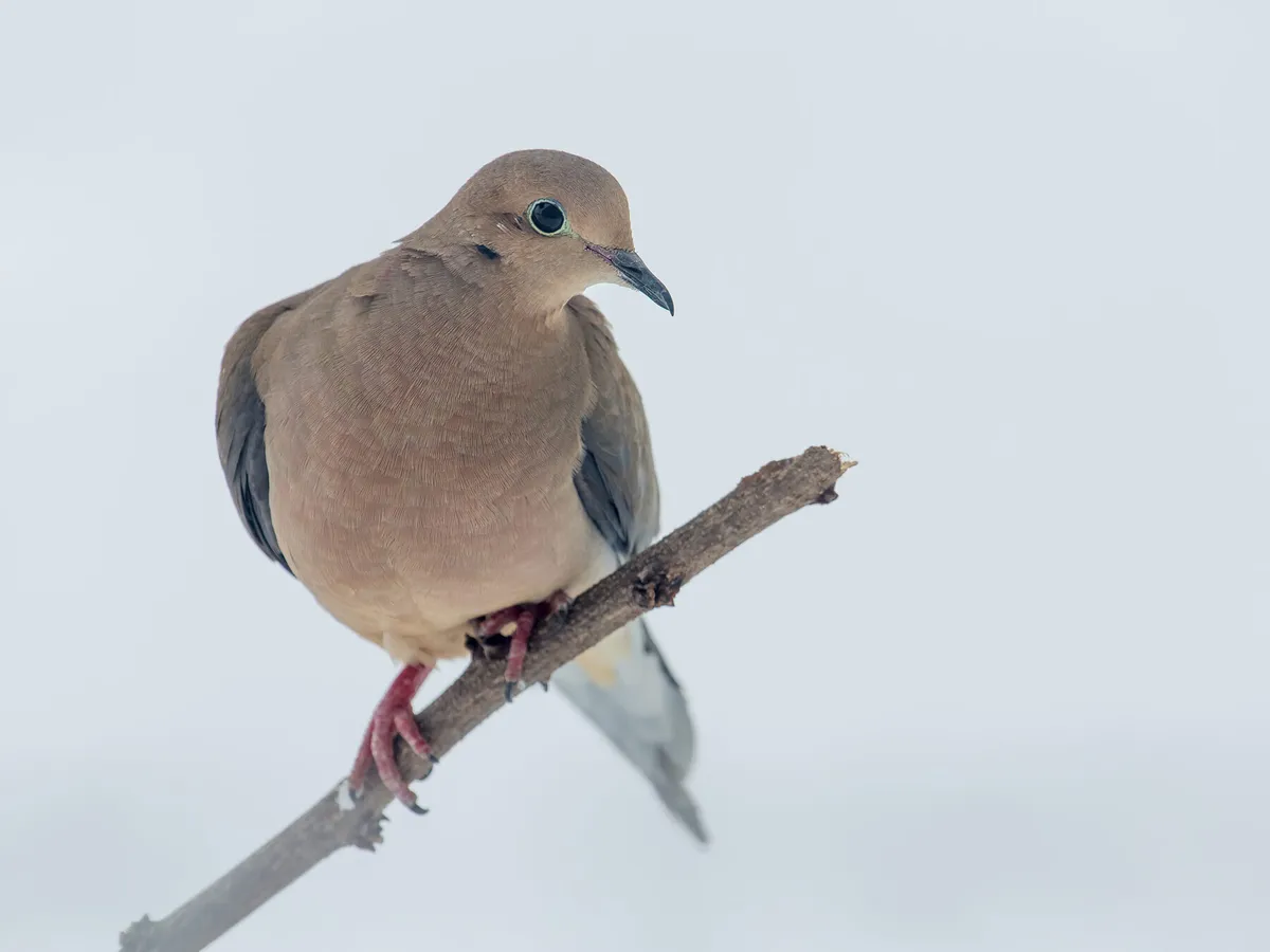 Do Mourning Doves Migrate? (All You Need To Know)