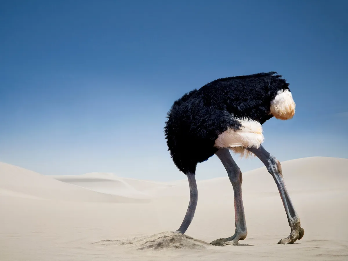 Do Ostriches Bury Their Heads In the Sand? | Birdfact