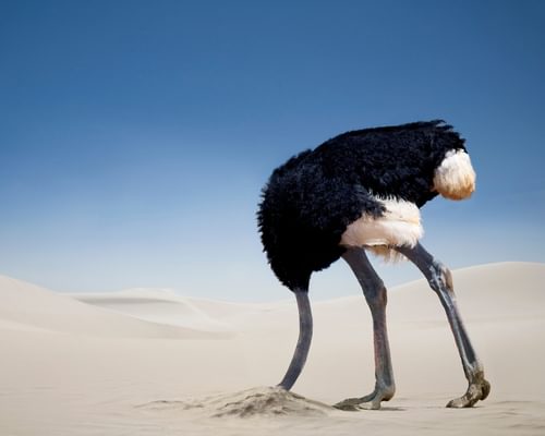 Do Ostriches Bury Their Heads In the Sand?
