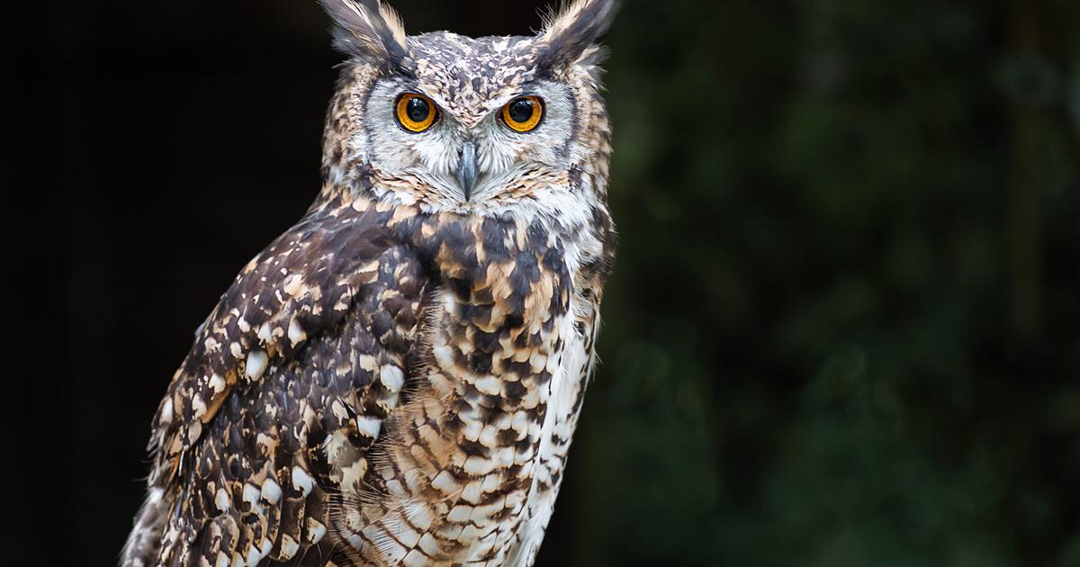 Do Owls Eat Birds? (Complete Guide) | Birdfact