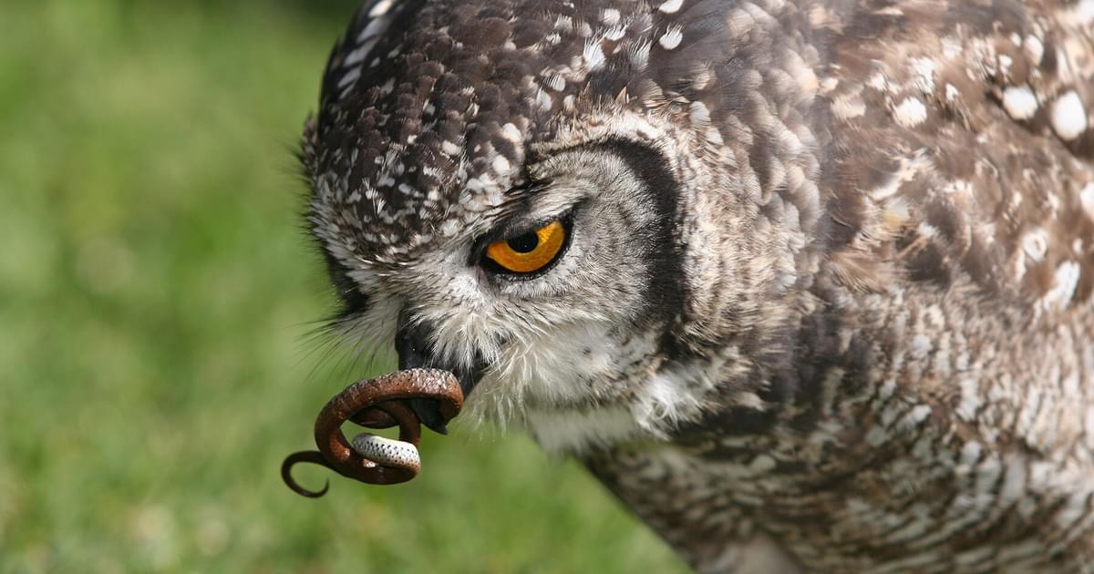 Do Owls Eat Snakes? | Birdfact