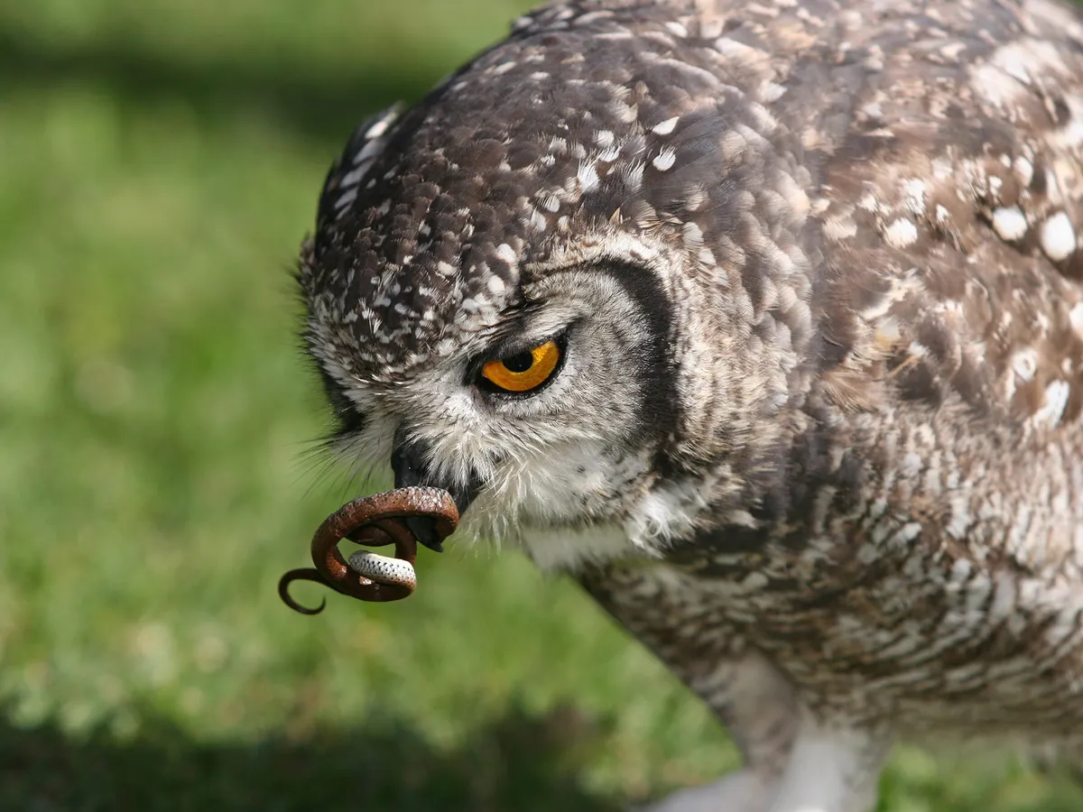 Do Owls Eat Snakes?