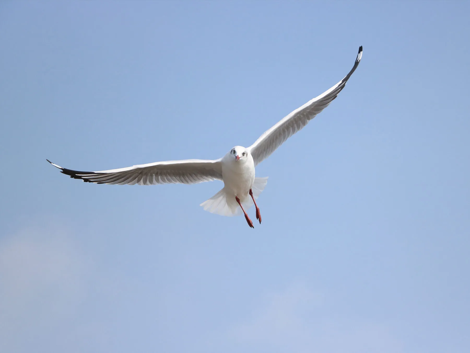 Do Seagulls Migrate? (All You Need To Know)