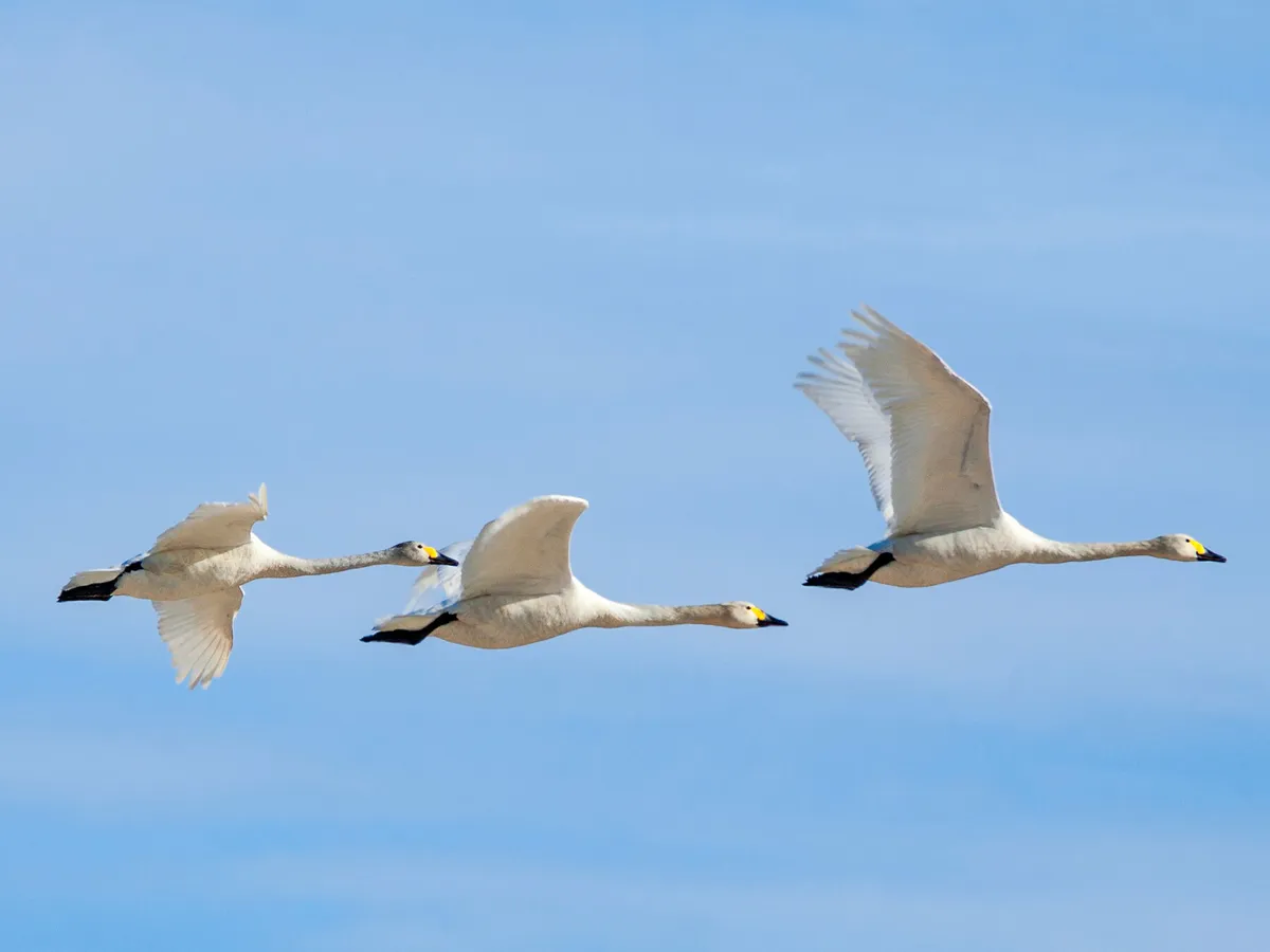 Do Swans Migrate? (All You Need To Know)