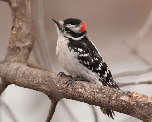 Downy vs Hairy Woodpecker: What Are The Differences?