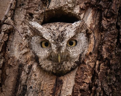 Eastern Screech Owl Nesting (Behavior, Eggs + Location)