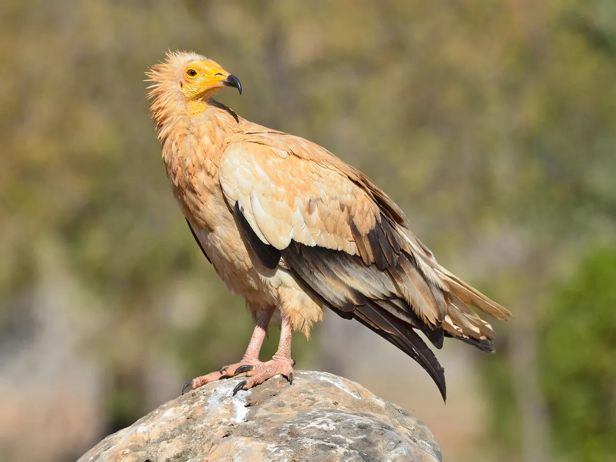 The Egyptian Vulture, a Mega Rarity shows up in the UK