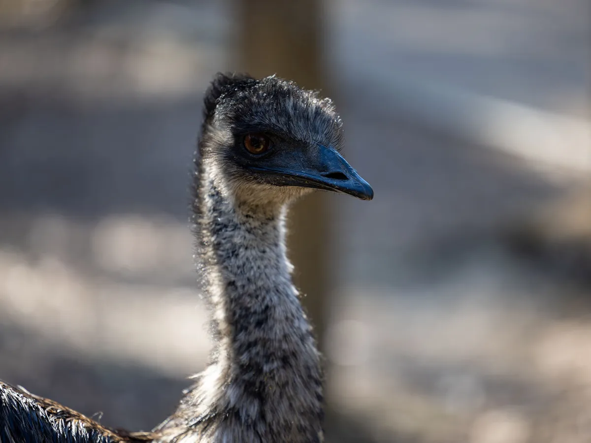 Emu Nesting (Behavior, Eggs + Location)
