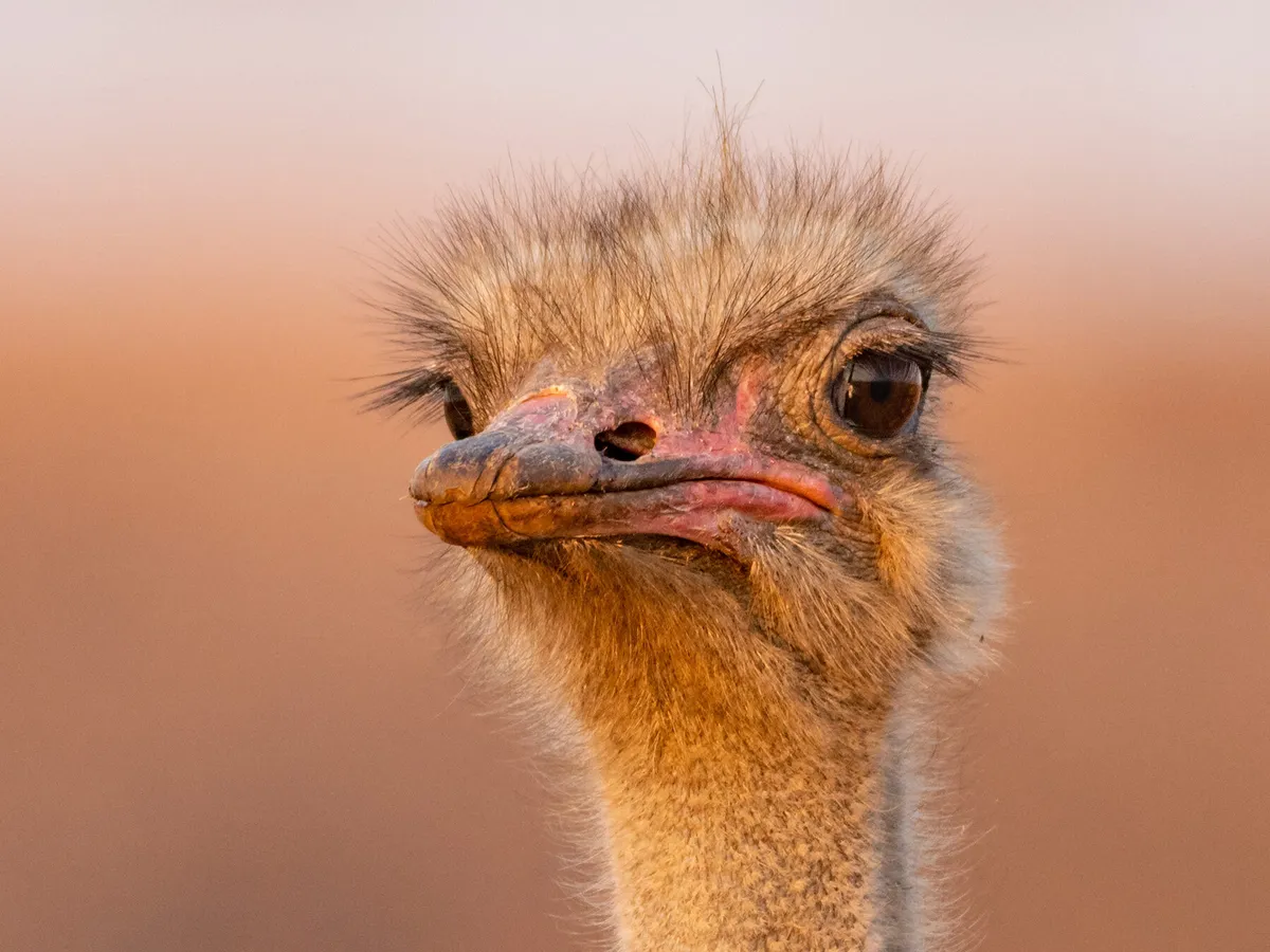 Emu or Ostrich: What Are The Differences?