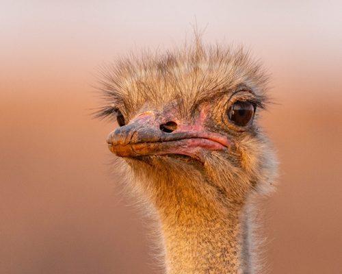 Emu or Ostrich: What Are The Differences?