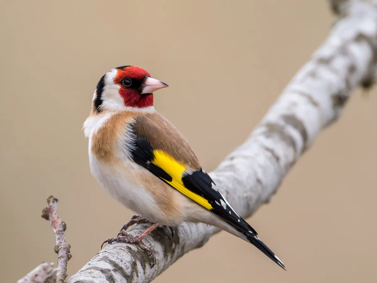European Goldfinch Nesting: A Complete Guide