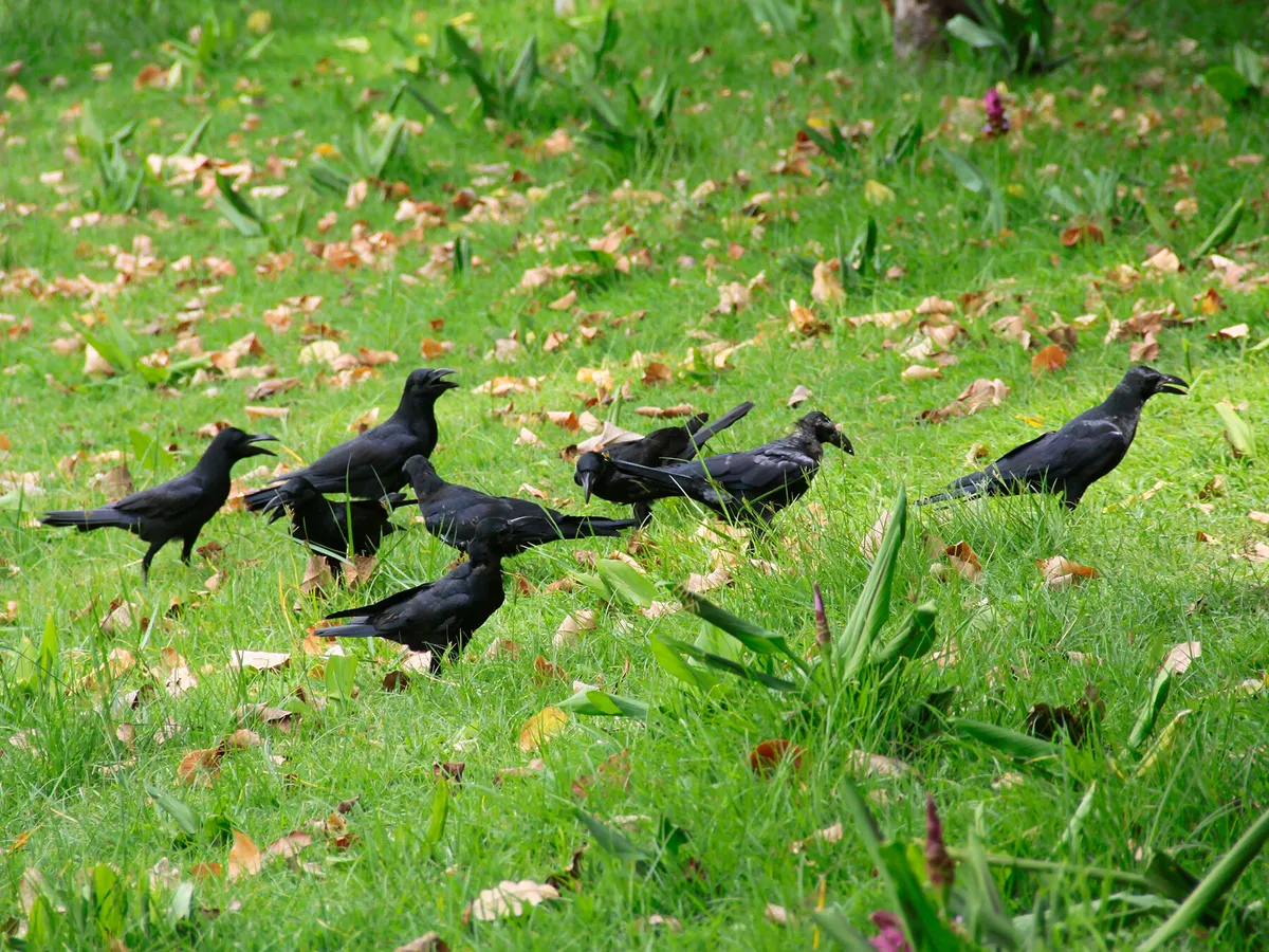 A family of crows