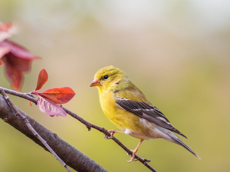 Do American Goldfinches Migrate? | Birdfact