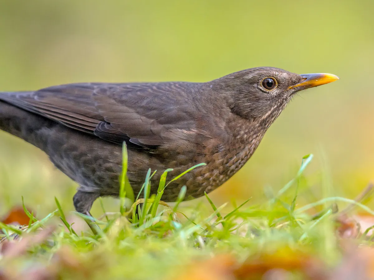 Female Blackbirds: Everything you need to know