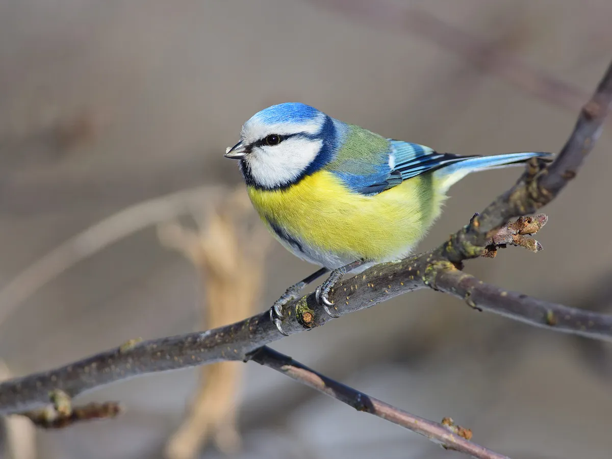 Female Blue Tits: A Complete Guide