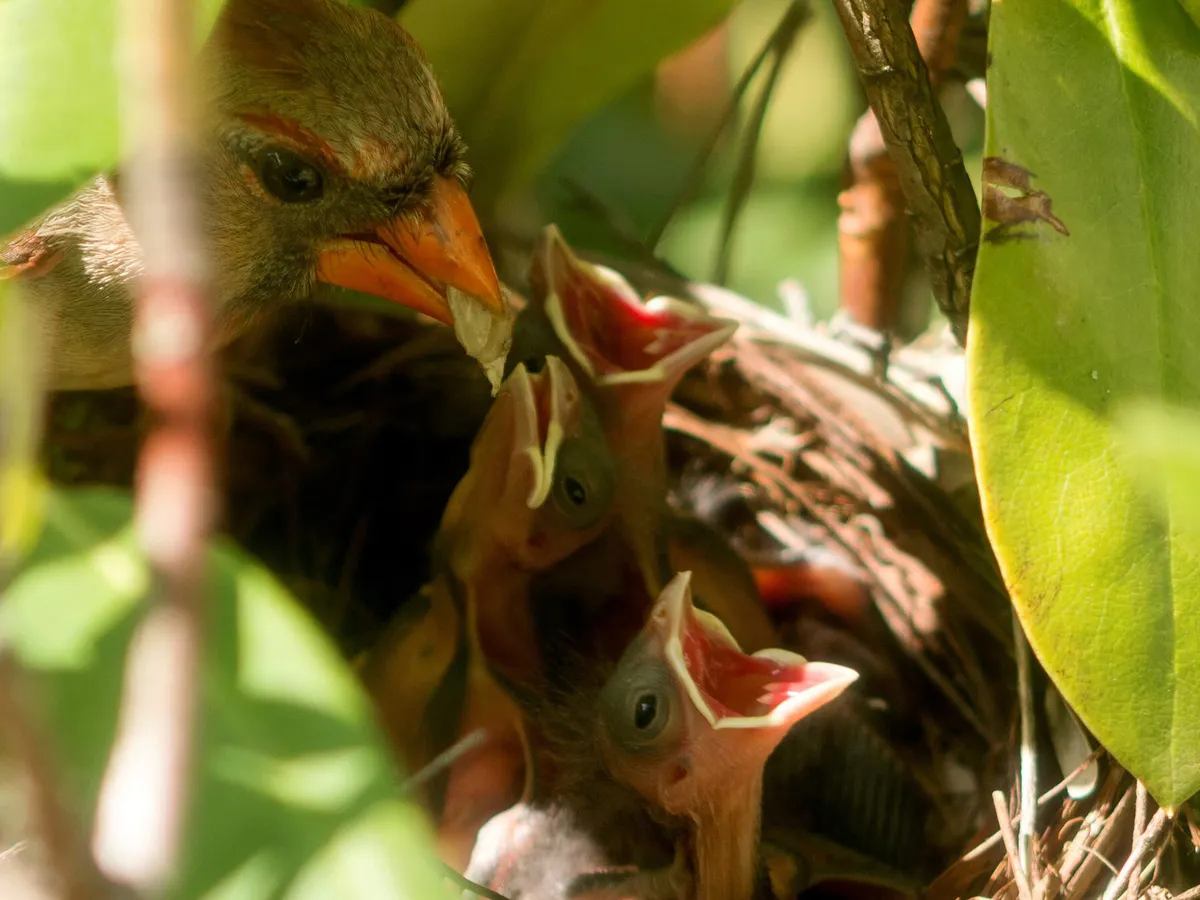 Close up of a female cardinal feeding chicks in the nest