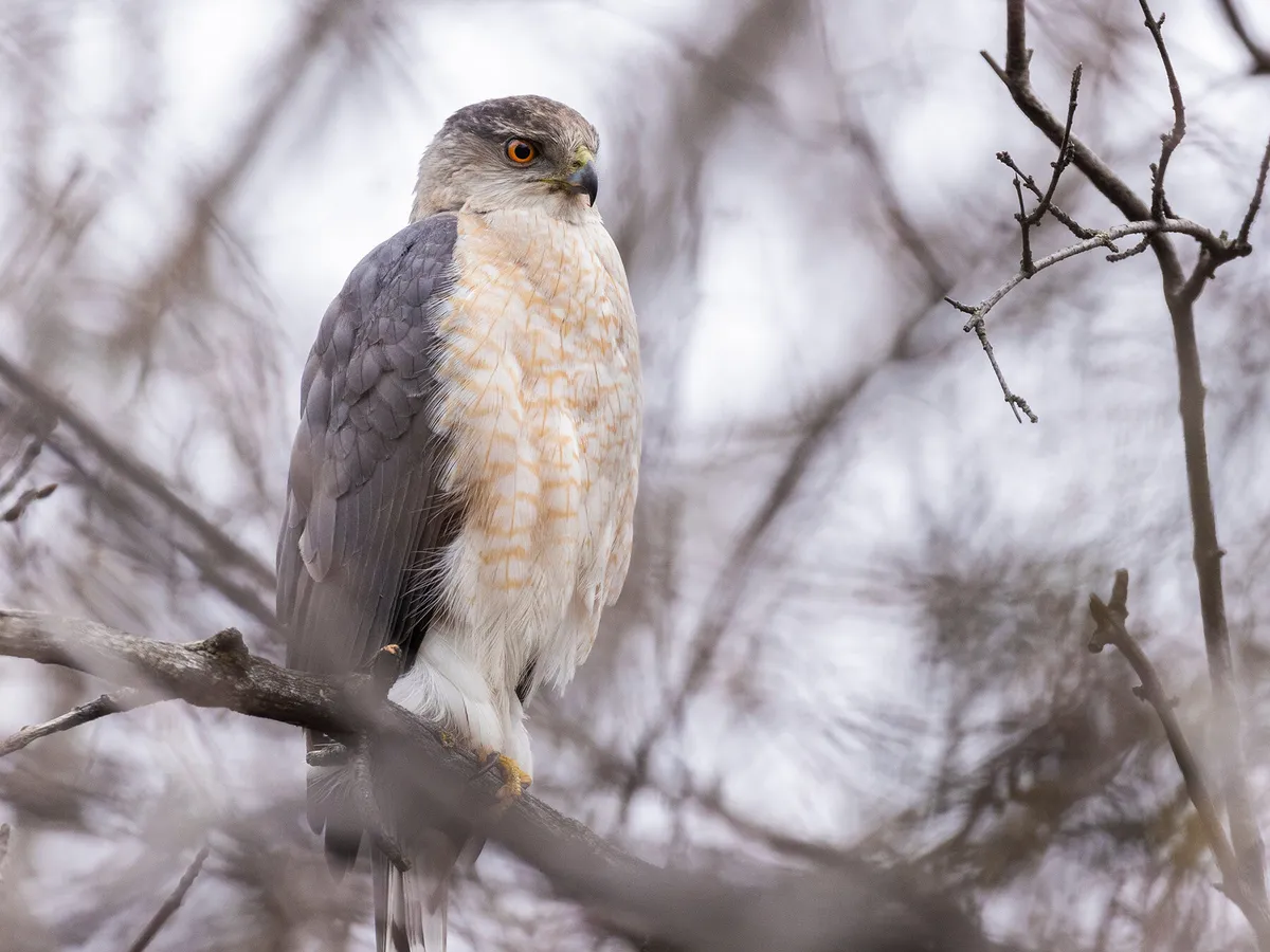 Female Cooper's Hawks (Identification Guide)